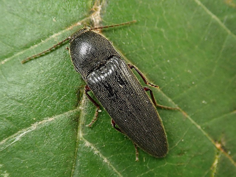 Elateridae: Melanotus? S, M. crassicollis